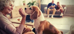 Water-based pet cremation process